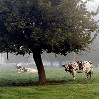 detail from La Perche photo by Katherine Wolkoff